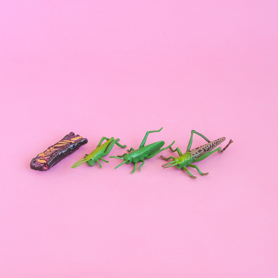 Ciclo de vida del saltamontes