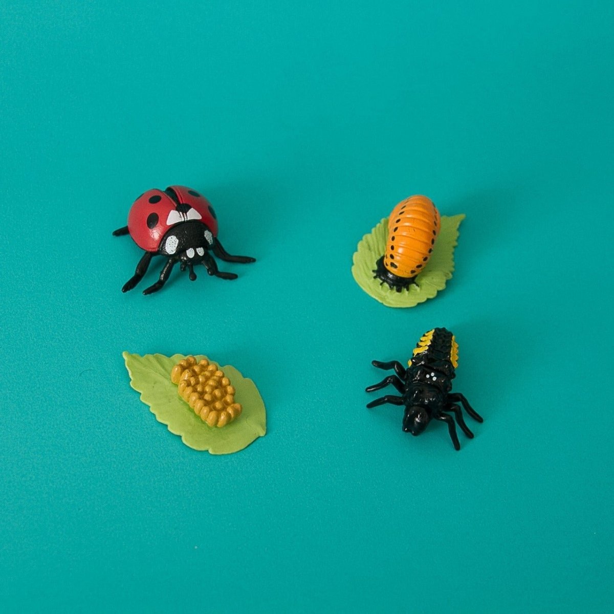 Ciclo de Vida de la Catarina – Aprendizaje Montessori con Figuras 3D - Aipai