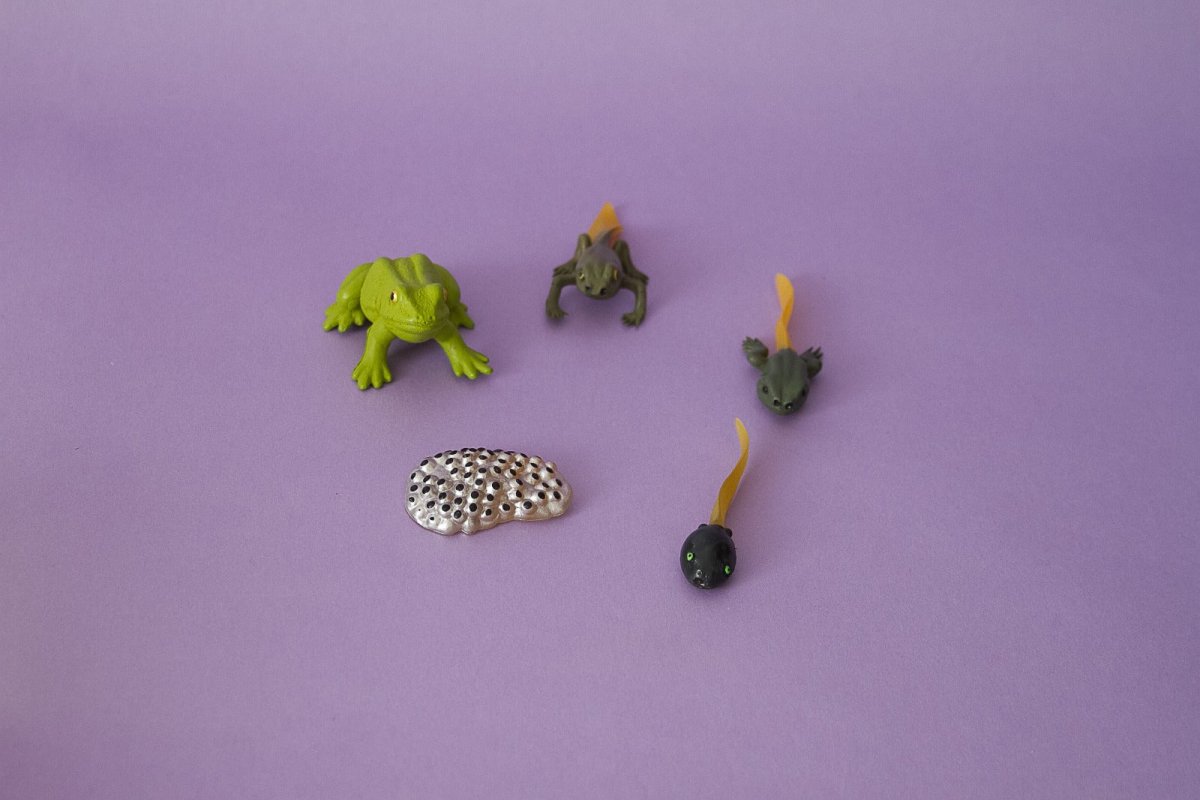 Ciclo de Vida de la Rana – Juguete Educativo Montessori - Aipai