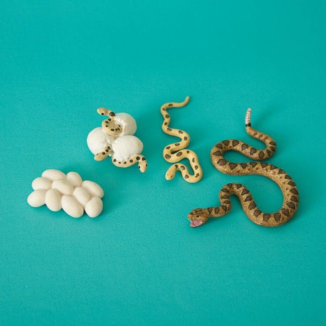 Ciclo de Vida de la Serpiente – Aprendizaje Montessori con Figuras 3D - Aipai