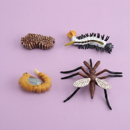 Ciclo de vida del mosquito - las cuatro figuras vistas desde arriba